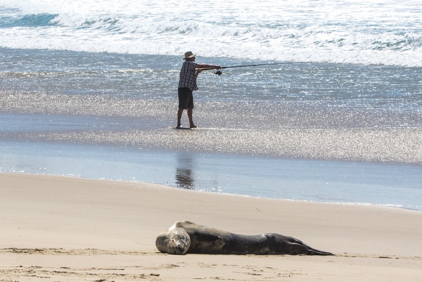 Leopard seal in foreground on sand with fisherman in background