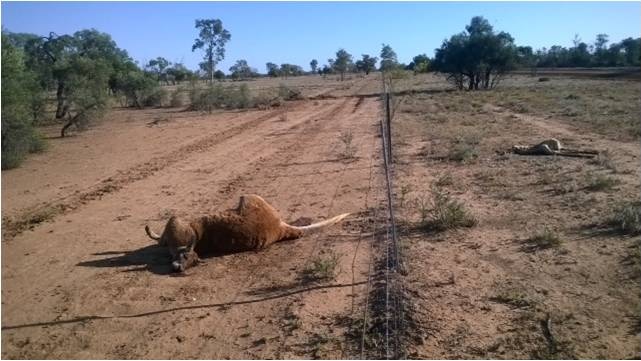 Kangaroo shooter Tom King claims this kangaroo, among others, was inhumanely shot.