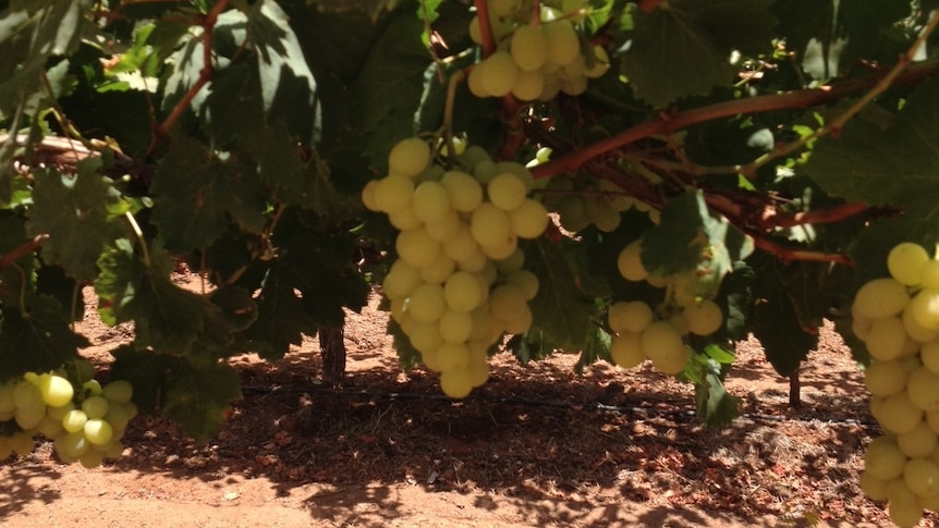 Table grapes