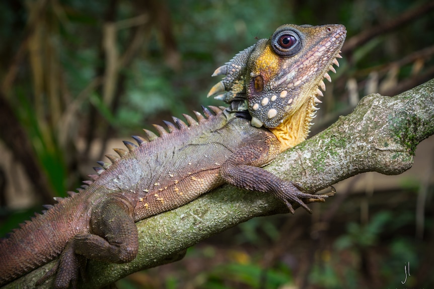 Dragon lizard in canopy of Australian rainforest