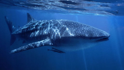 Whale shark