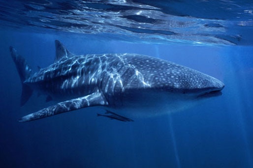 Whale shark