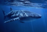 Whale shark