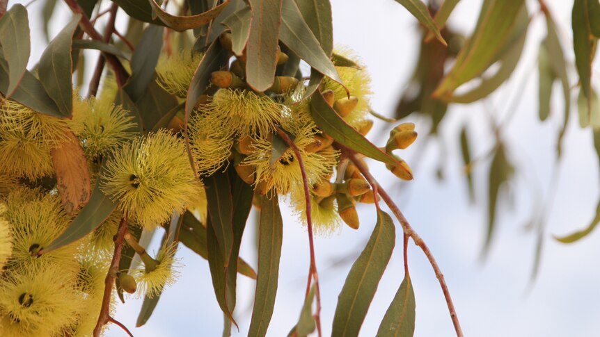 A close up photograph of gum blossoms in Ivanhoe.