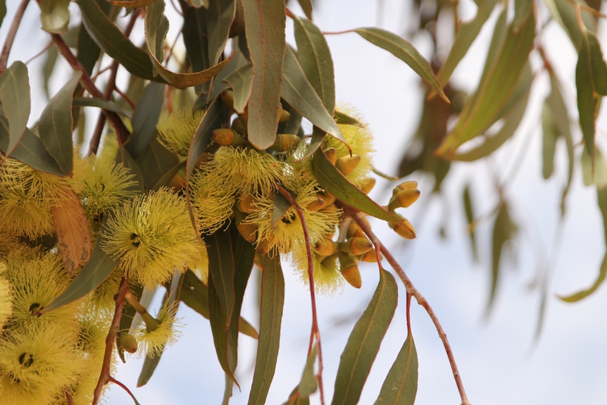 A close up photograph of gum blossoms in Ivanhoe.