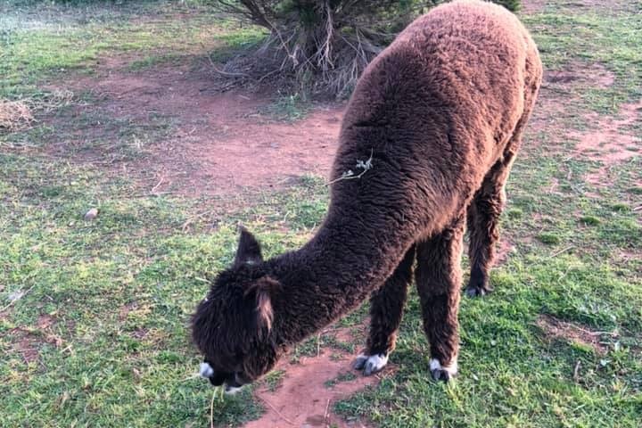 A brown alpaca grazing.