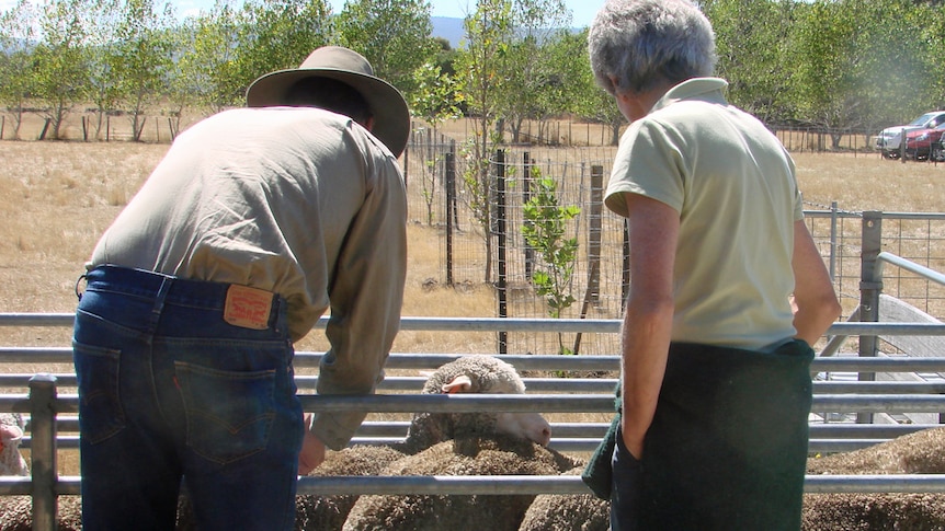 Two farmers with their backs to the camera look at sheep in a metal pen.