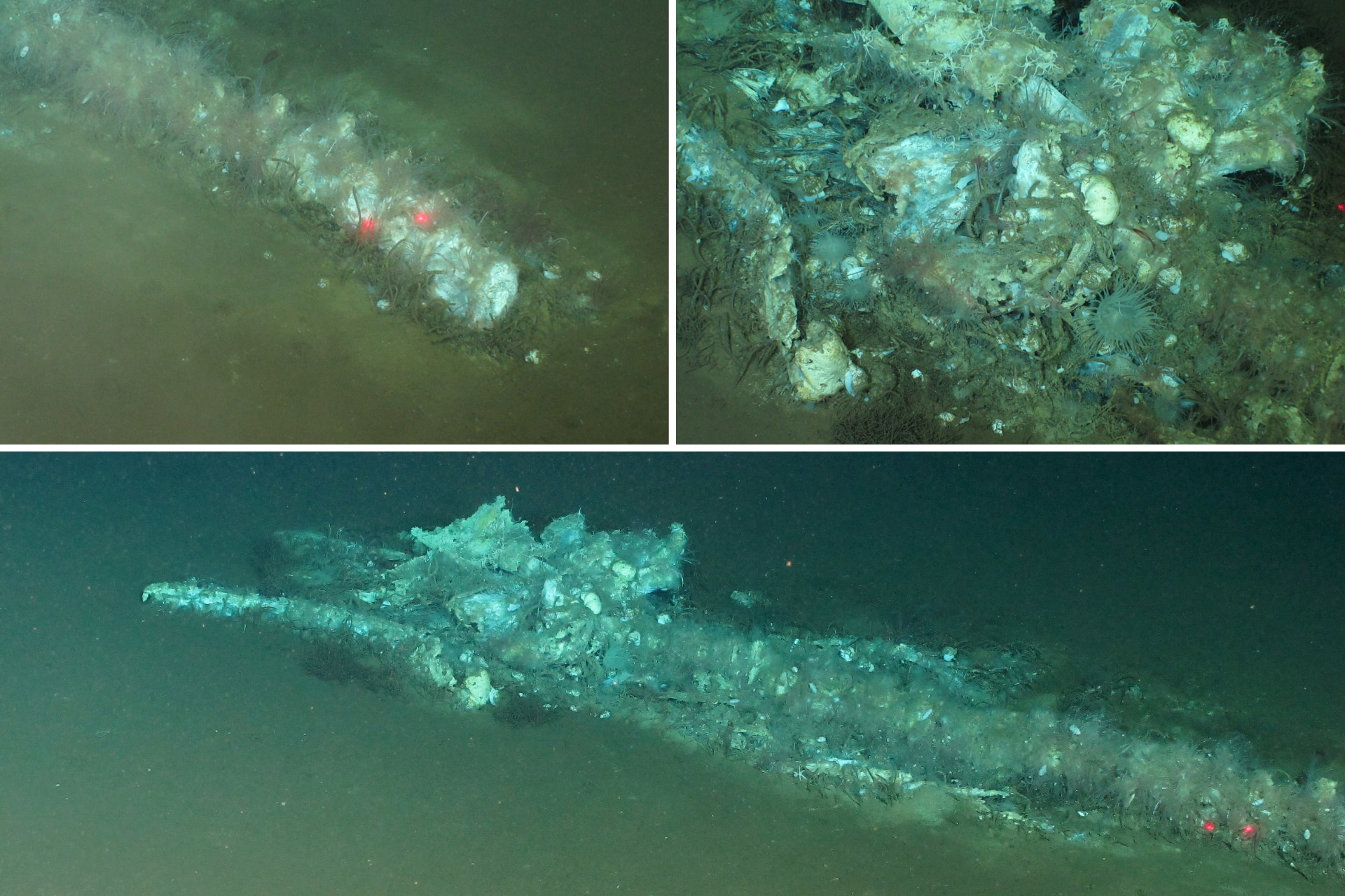 Three slides showing the front end of a small whale skeleton covered in tiny stars and tubular appendages on a silty seafloor.