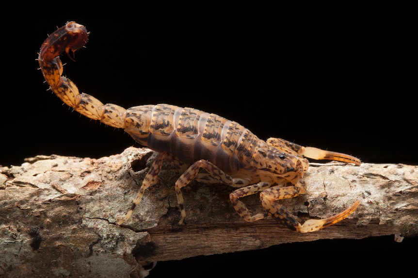 Small, sleek mottled scorpion.