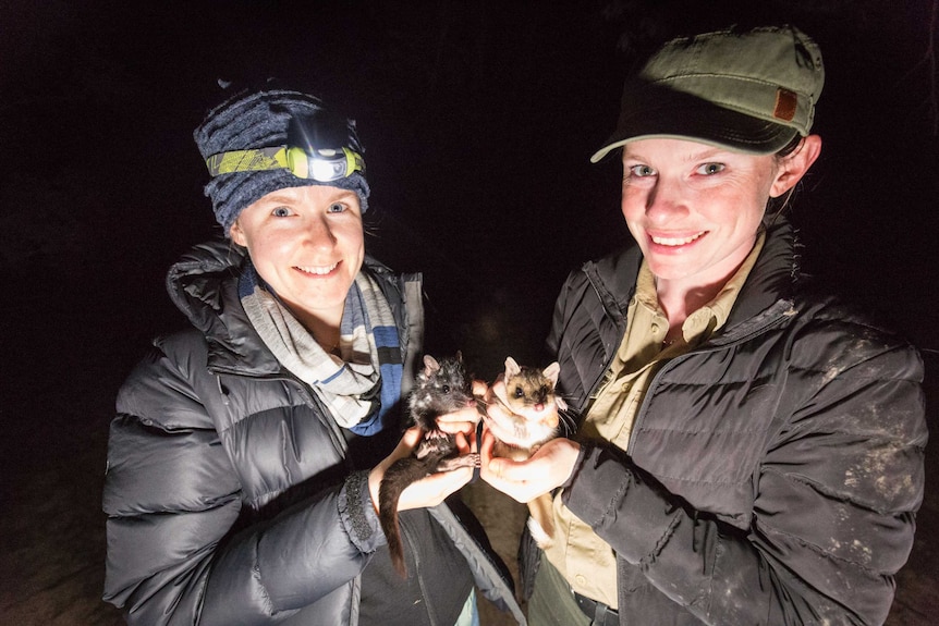 Two scientists two quolls