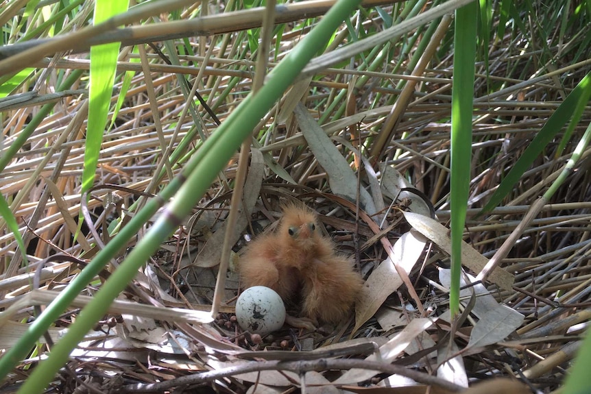 An Australian little bittern chick in its nest amongst leaves and grasses in the Yanga National Park.