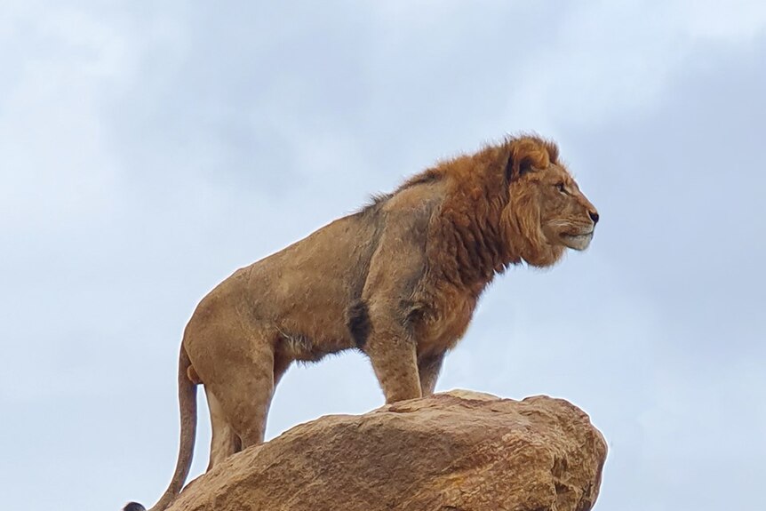 A lion stands on a rock, looking out.