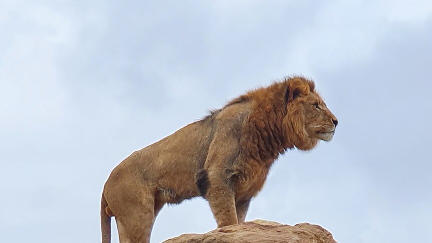 A lion stands on a rock, looking out.