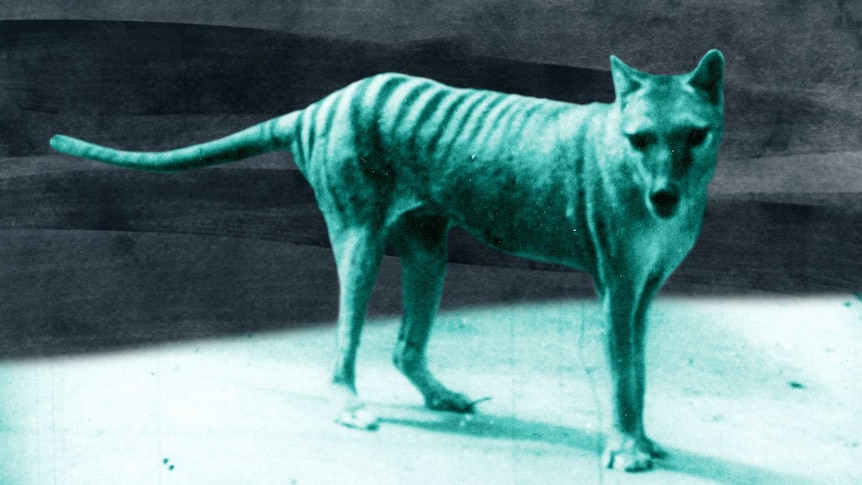 A still image from an old video of a single Tasmanian tiger.