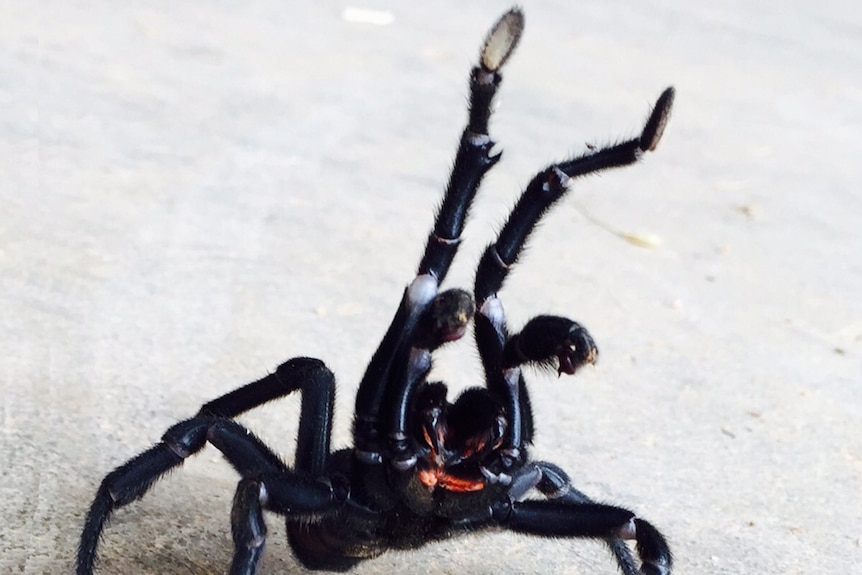 Large black spider showing fangs