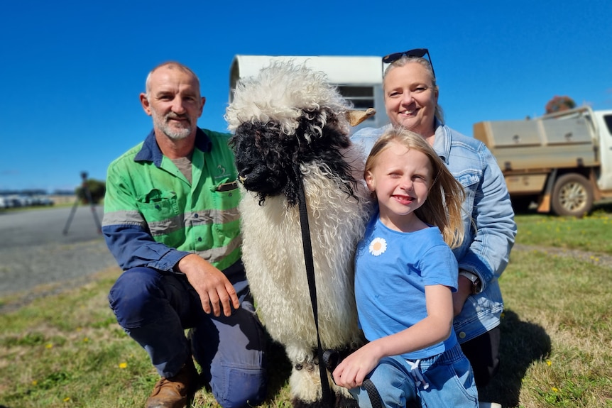 Man, woman and little girl huddle around fluffy sheep on sunny day