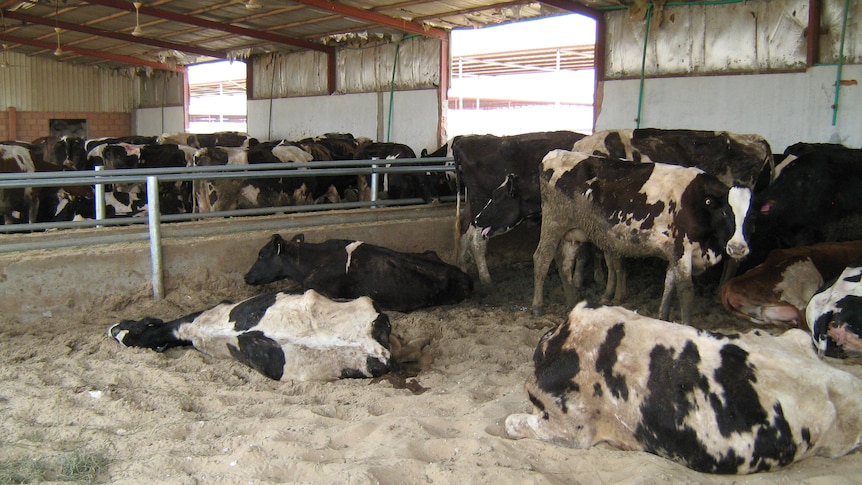 Australian cows in Qatar