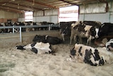 Australian cows in Qatar