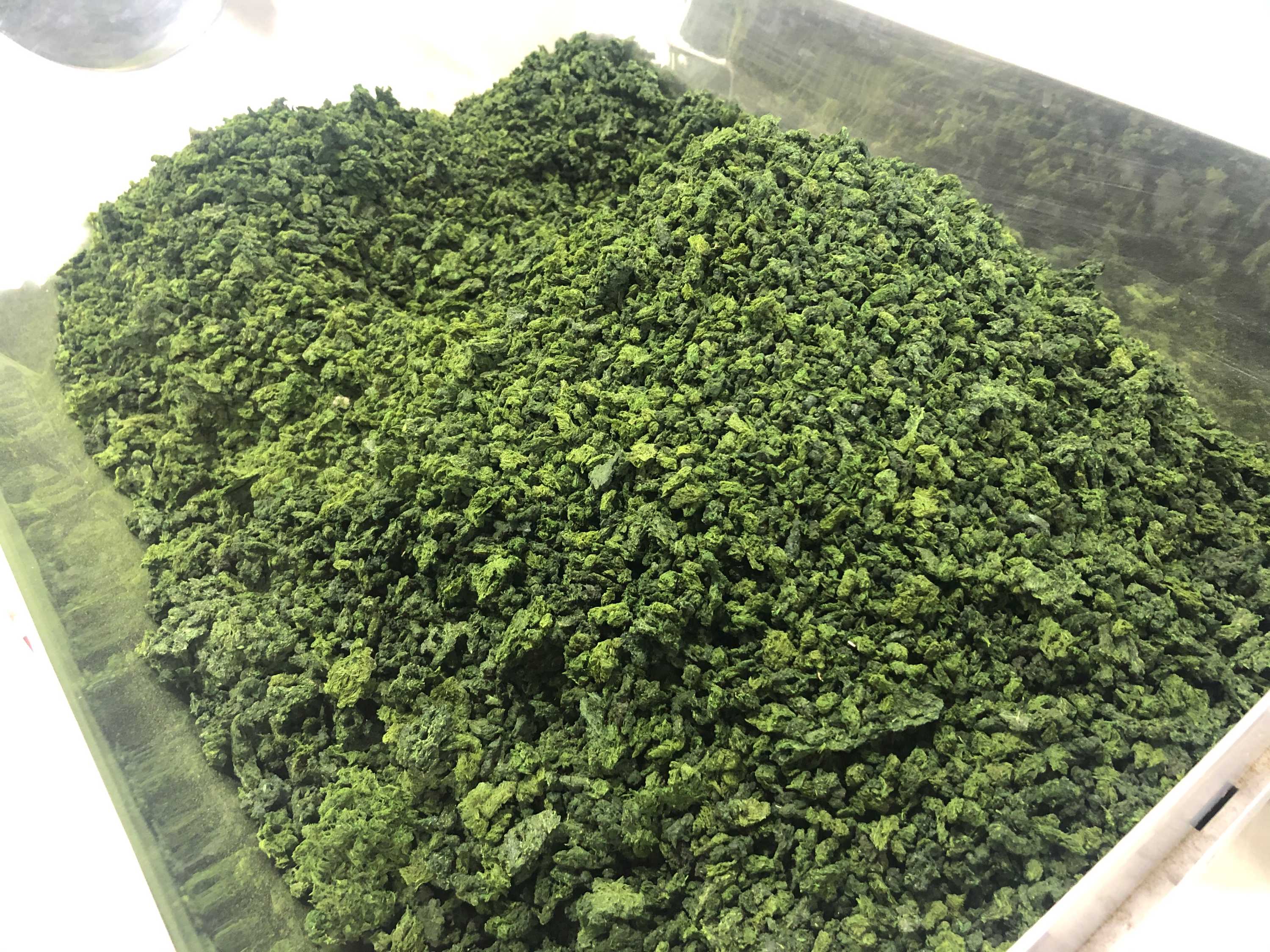 Unique Australian seaweed factory opens on NSW South Coast