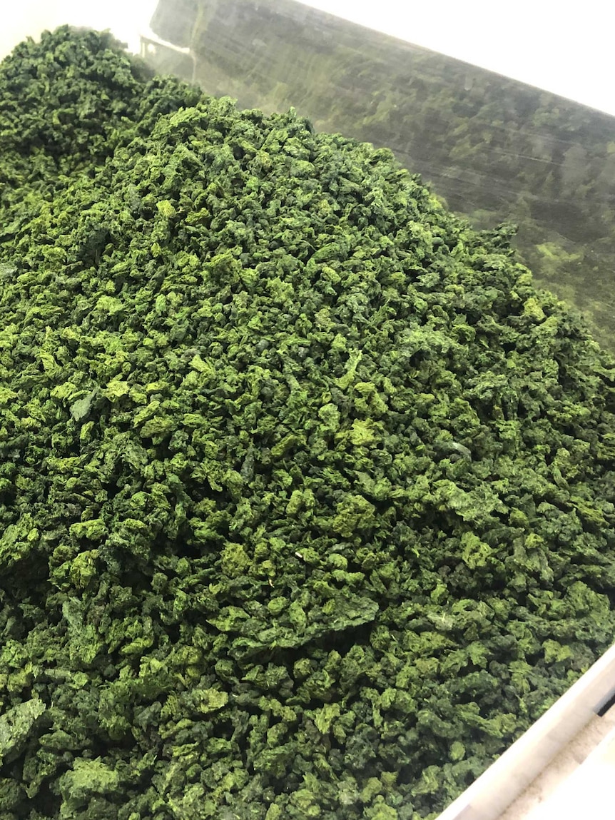 A silver tub of dried green seaweed.