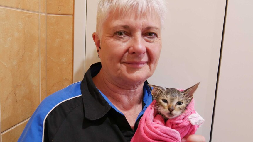 SAFE's Sue Hedley holds a kitten.