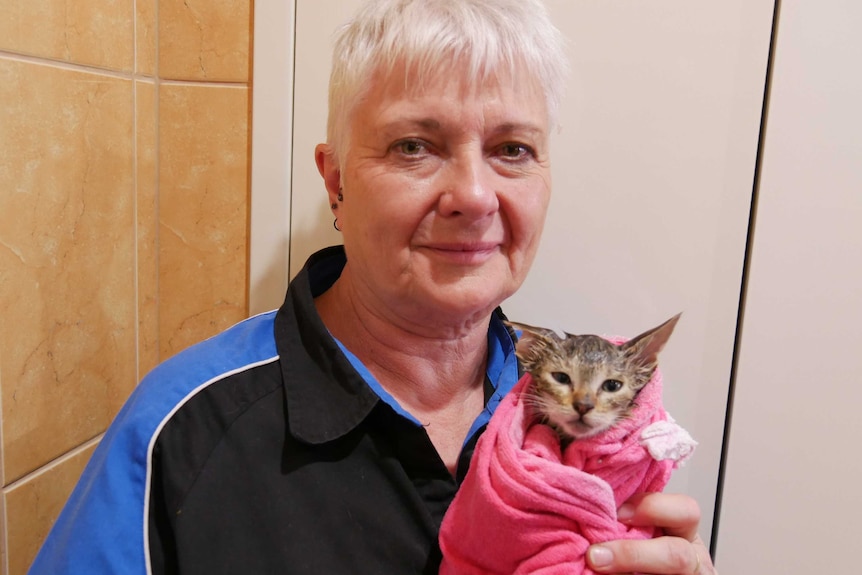 SAFE's Sue Hedley holds a kitten.