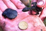 Baby turtles rescued from muddy ponds on the Central Coast.