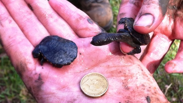 Baby turtles rescued from muddy ponds on the Central Coast.