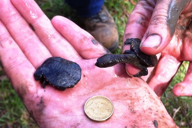 Baby turtles rescued from muddy ponds on the Central Coast.