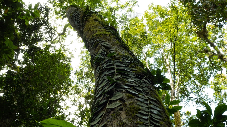 A large tree covered in moss and vines reaches towards the forest canopy