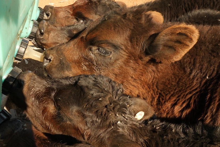 Brown orphaned calves drink milk.