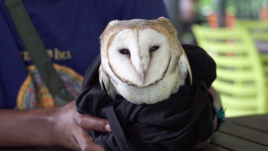 A white barn owl is held by hands, wrapped in a towel