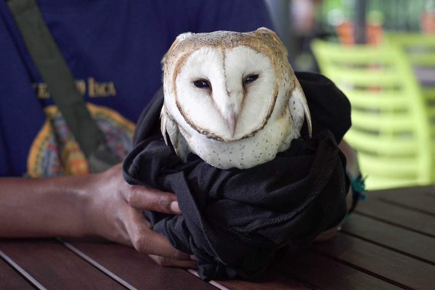A white barn owl is held by hands, wrapped in a towel
