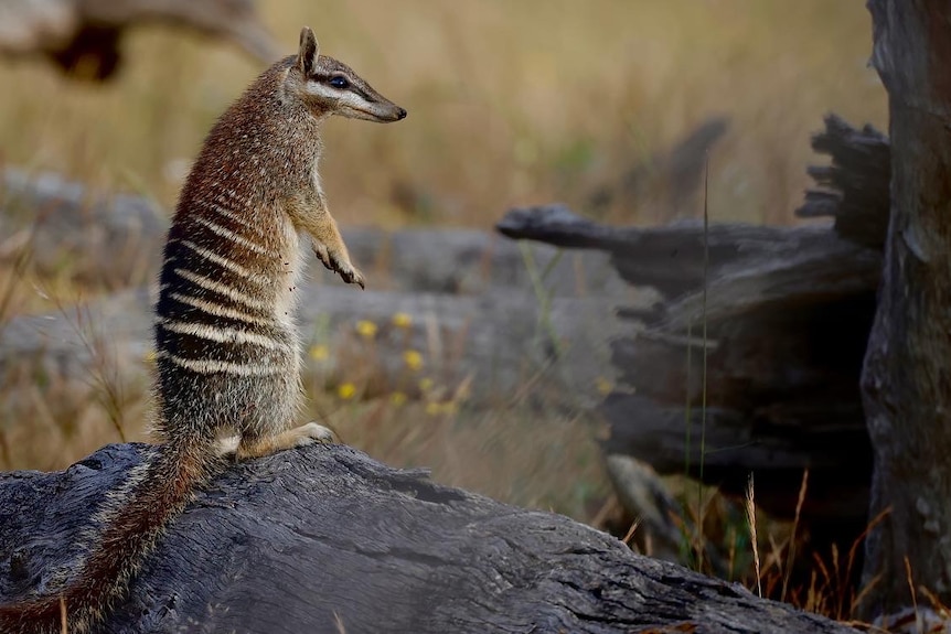 A numbat sitting upright on hindlegs on a log in bushland
