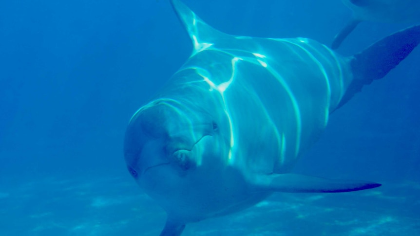 A dolphin swims in its enclosure at Dolphin Marine Conservation Park, Coffs Harbour.