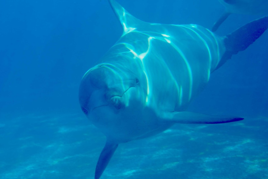 A dolphin swims in its enclosure at Dolphin Marine Conservation Park, Coffs Harbour.