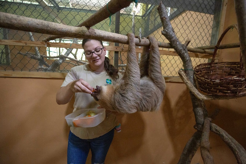 Veterinarian feeds a sloth boiled vegetables at the Gamboa sloth sanctuary.