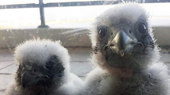 Two falcon chicks stare at a camera through a window.