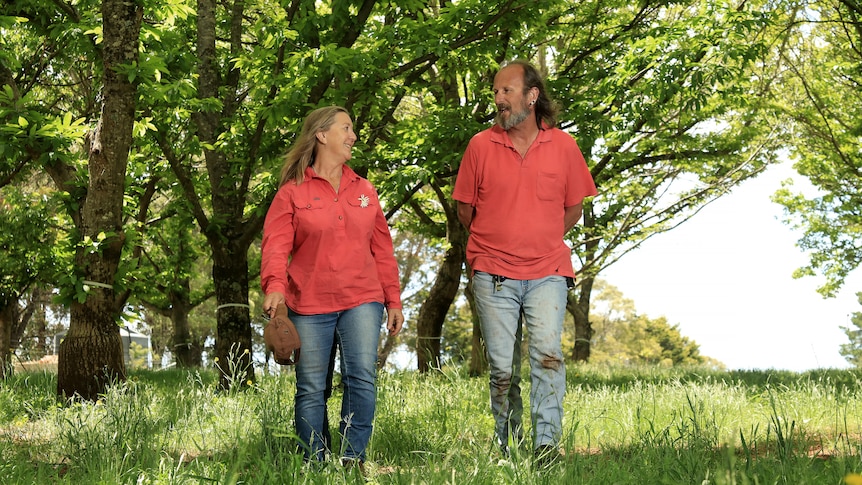 Two people in pink shirts walking through nut trees