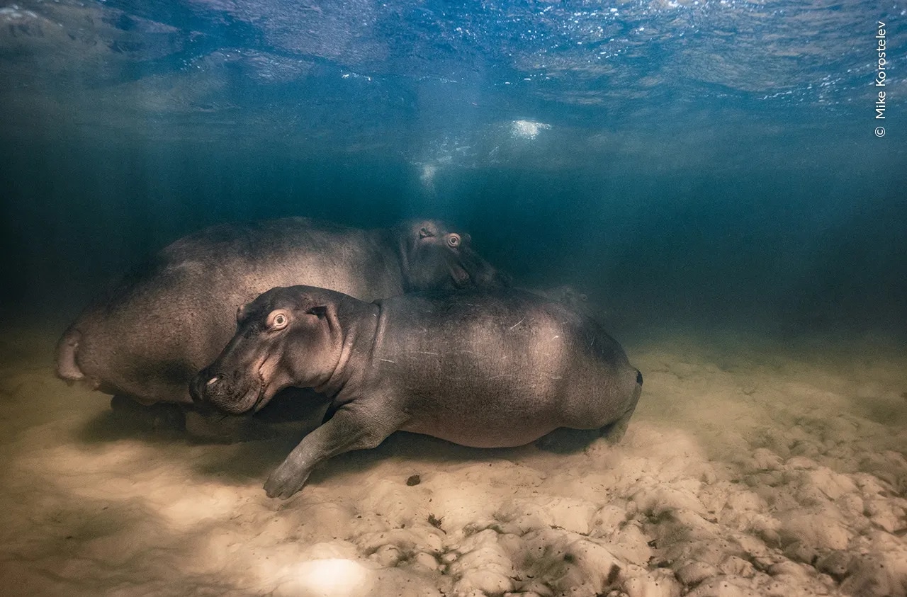 O femelă de hipopotam și cei doi bebeluși ai săi pe fundul unui lac de mică adâncime