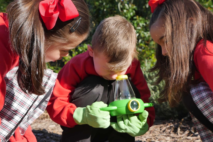 Primary school students examine an insect caught in a bug trap.