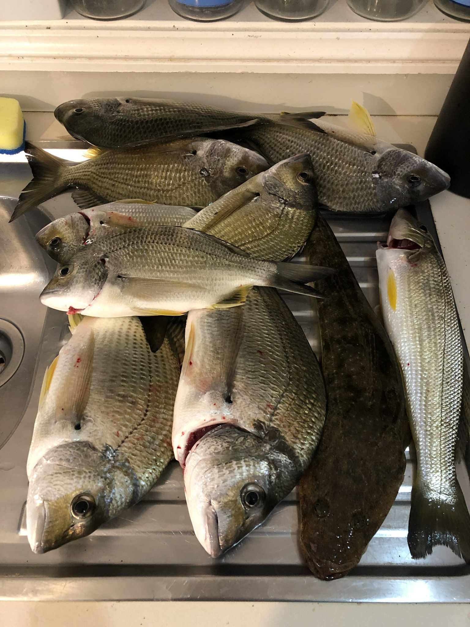 The Big Fish: Shallow Water Estuary Secrets