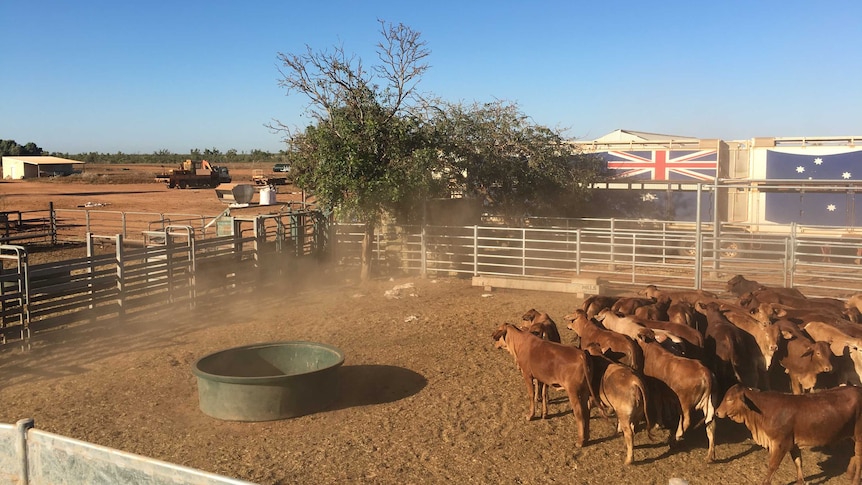 Cattle stand in a pen waiting to be loaded into a truck painted with the Australian flag