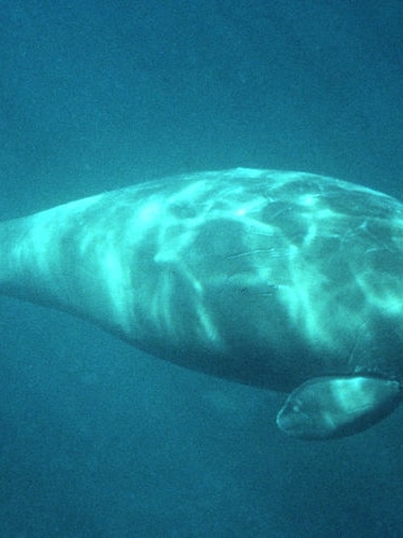 Dugong swims in Moreton Bay