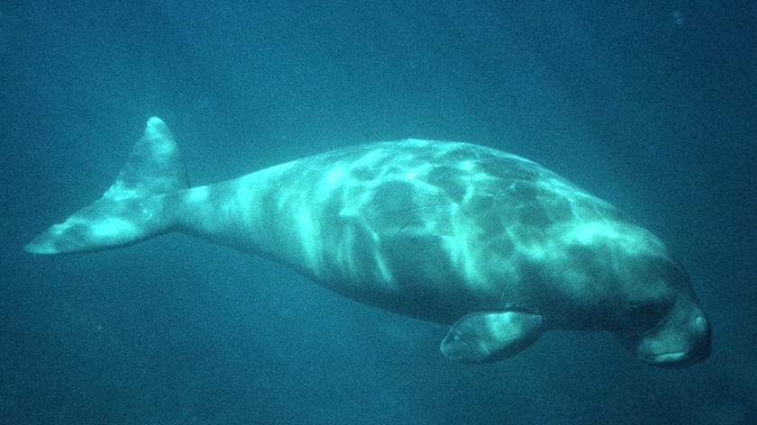 Dugong swims in Moreton Bay