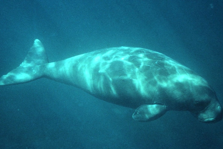 A long grey marine mammal with a fish tail, fins and dog-like snout swims through brightly lit blue water.