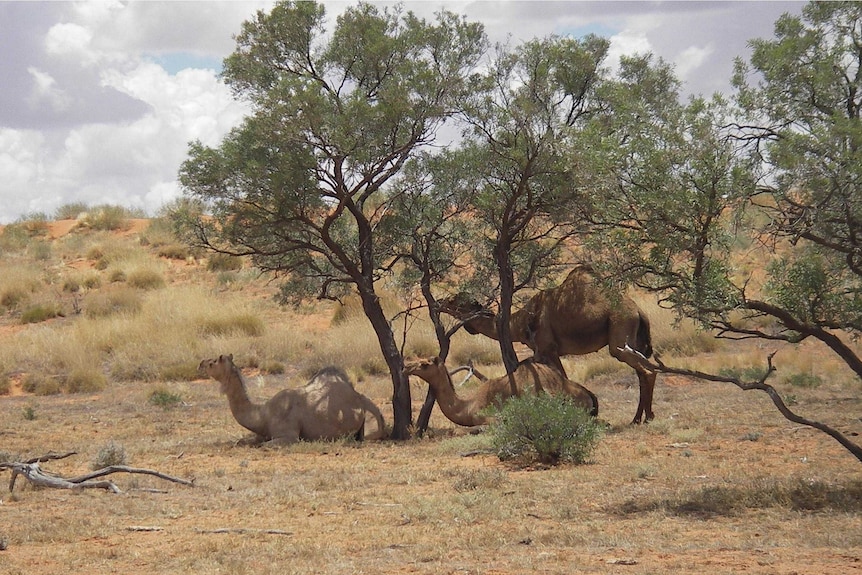 Camels under a couple of trees with sparse land around them.