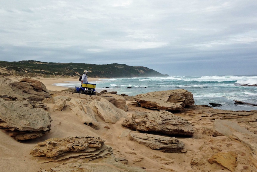 Search crews scouring land and sea for missing Victorian swimmer