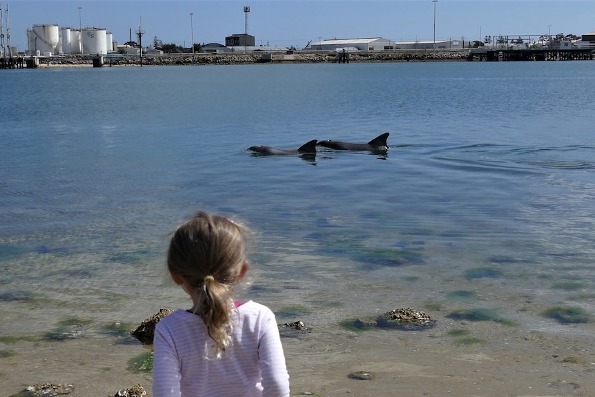 two dolphins swim close to shore in a river while a child watches 