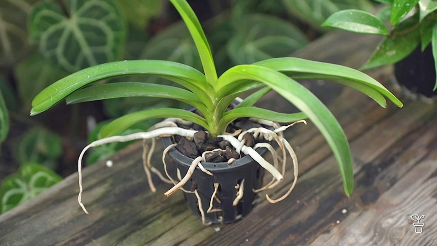 A plant in a pot sitting on a timber deck.